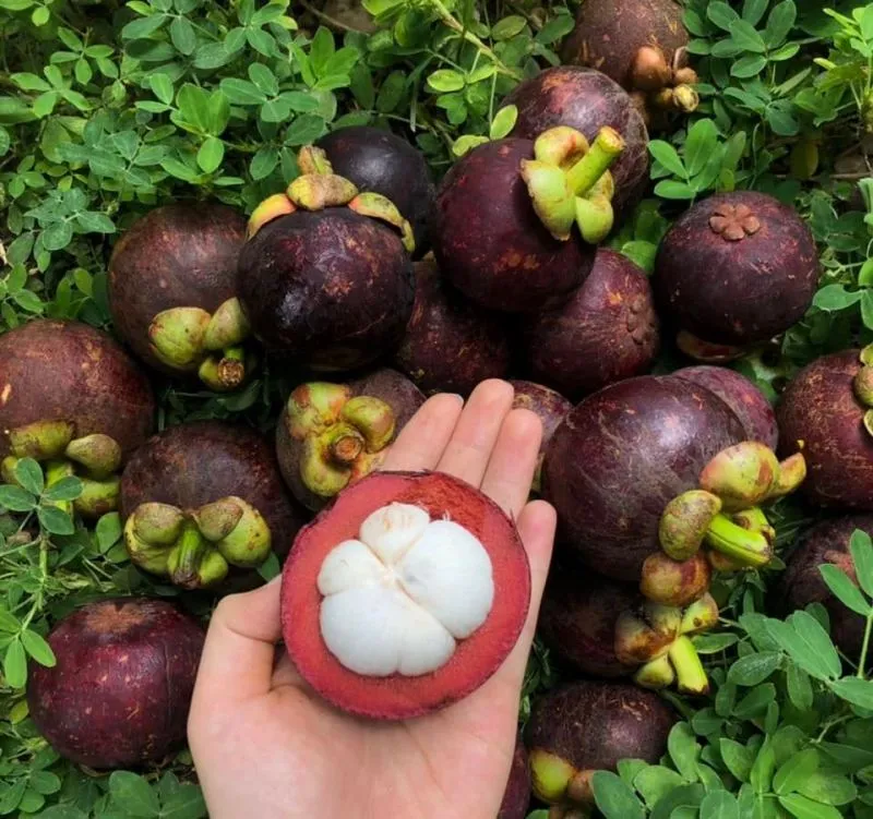 Top 5 Cửa hàng trái cây sạch và an toàn tại quận Hoàn Kiếm, Hà Nội