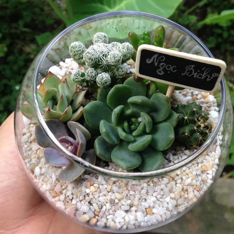 Top 8 Địa chỉ bán tiểu cảnh uy tín nhất Hà Nội