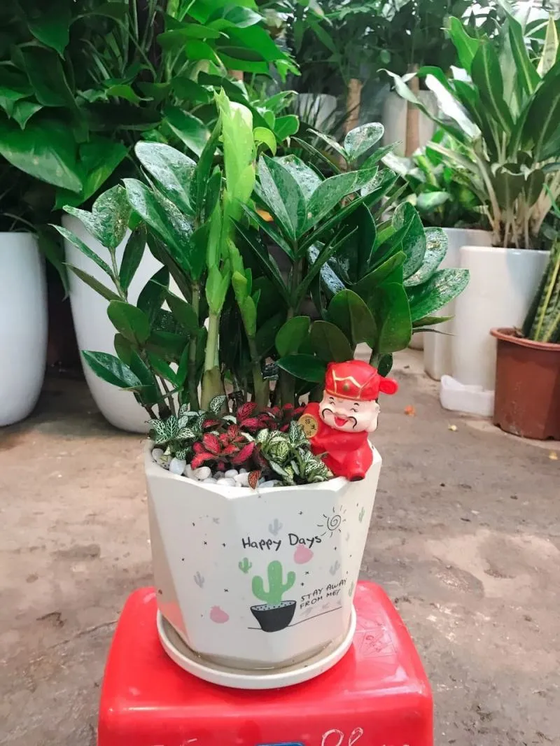 Top 8 Địa chỉ bán tiểu cảnh uy tín nhất Hà Nội