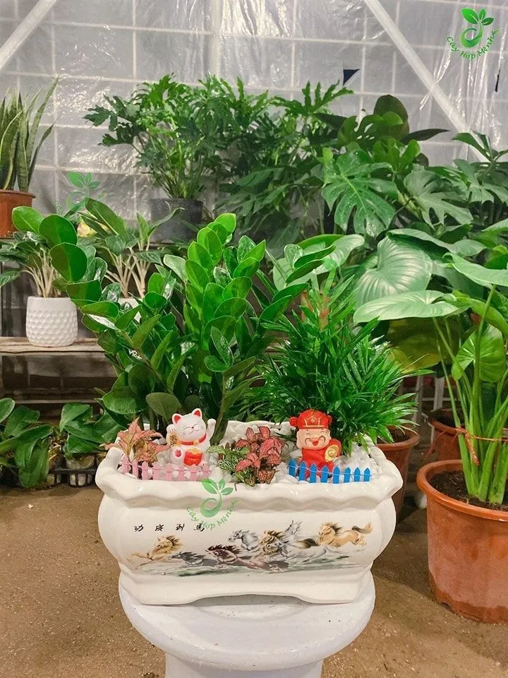 Top 8 Địa chỉ bán tiểu cảnh uy tín nhất Hà Nội